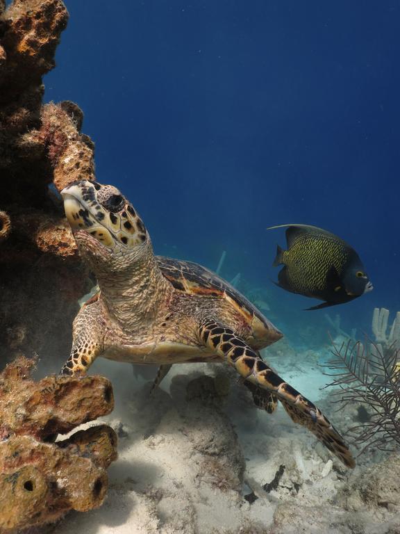 Wanapa Lodge Bonaire Екстериор снимка