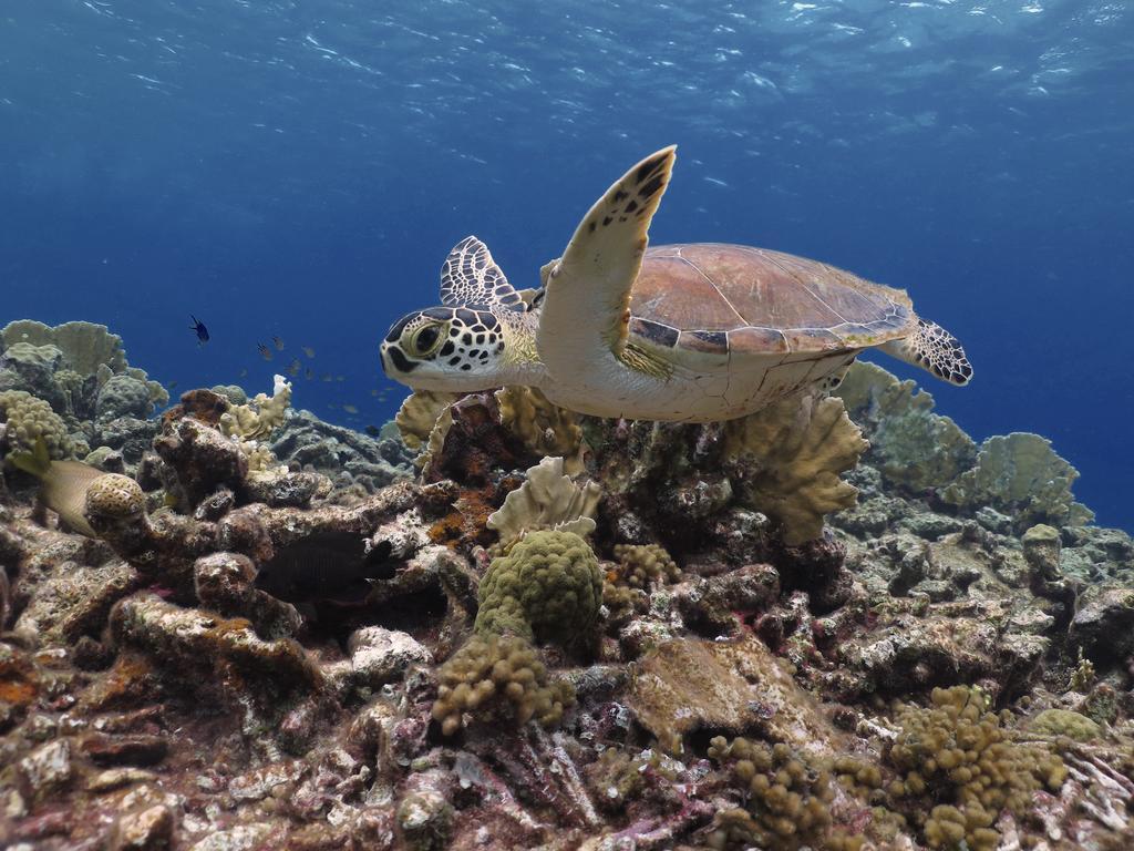 Wanapa Lodge Bonaire Екстериор снимка